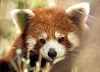 Red Panda's Avatar